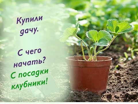 Видео: 9.Клубника. Уникальный способ посадки клубники.