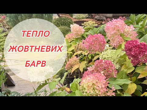 Видео: Красота октября и осмотр растений после ливня! Осенняя прогулка в саду!