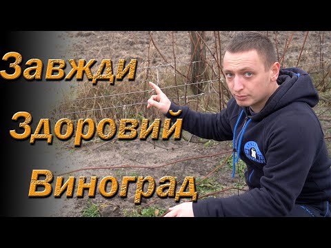 Видео: Забудь о болезнях с этой стратегией защиты винограда. Истина виноградарства номер 1!