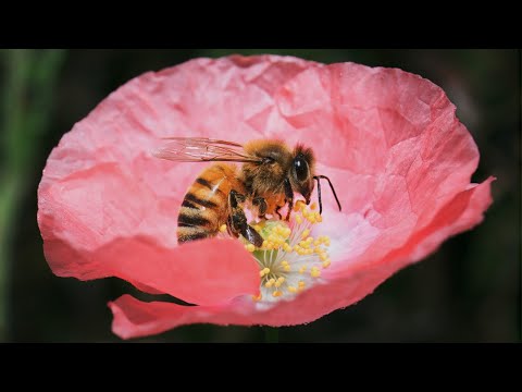 Видео: Удивительная жизнь пчёл | 1 час на пасеке | Макросъёмка 4К