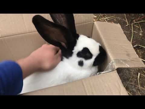 Видео: НПВ строкач чи Бабочка?