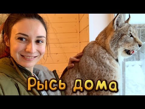 Видео: РЫСЬ ПЕРВЫЙ РАЗ В ДОМЕ