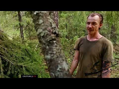 Видео: Вятская кулёма (вариант №2) | кафедра охотоведения | охотовед.pw