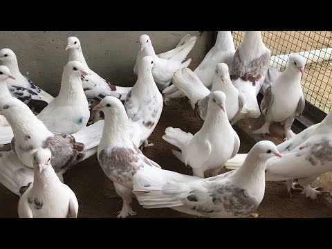 Видео: Pigeon Kings of Baku - Голубиные Короли Баку