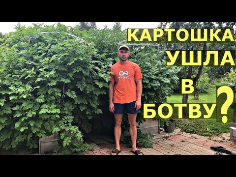 Видео: Почему у КАРТОШКИ ГИГАНТСКАЯ ботва?