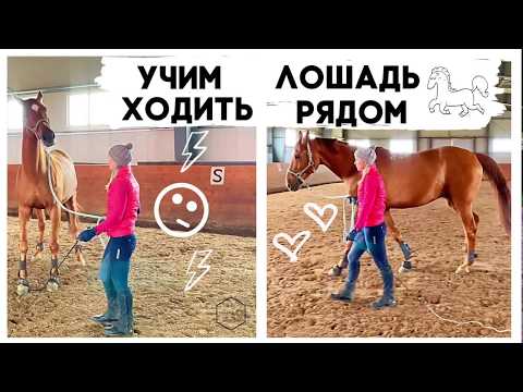Видео: УЧИМ ЛОШАДЬ ХОДИТЬ РЯДОМ