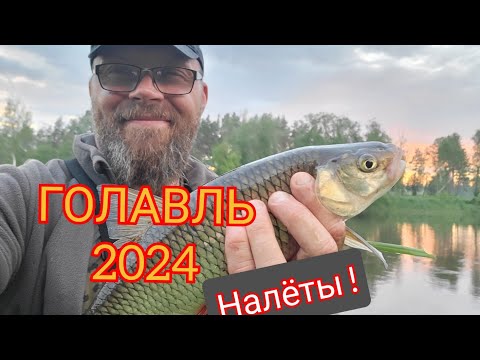 Видео: Голавль 2024