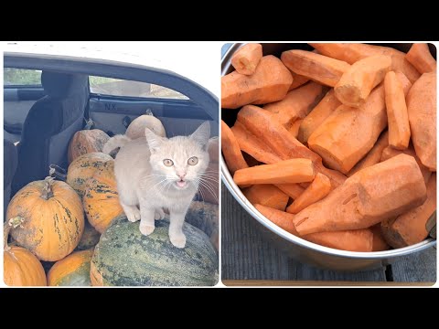 Видео: Наші будні 20 вересня 2025. Купили гарбузів. Заморожую моркву на зиму.
