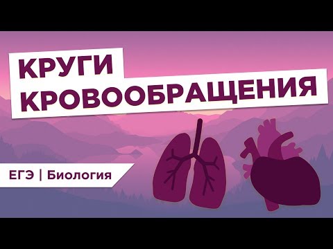 Видео: КРУГИ КРОВООБРАЩЕНИЯ l ЕГЭ Биология | Даниил Дарвин | Вебиум