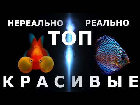 Видео: ТОП 60 самых красивых аквариумных рыбок!