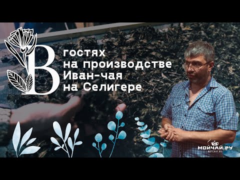 Видео: Селигер. Как работает производство Иван-чая. Беседа по душам с хозяином.