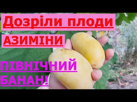 Видео: Дозріли плоди азиміни сорту Тейлор. Північний банан. Рawpaw fruit