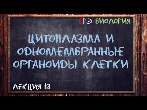 Видео: Л.13 | ЦИТОПЛАЗМА И ОДНОМЕМБРАННЫЕ ОРГАНОИДЫ КЛЕТКИ | ОБЩАЯ БИОЛОГИЯ ЕГЭ