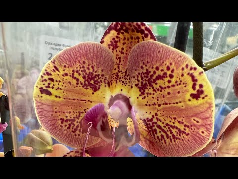 Видео: Обзор орхидей в магазине Luxury Plants город Москва
