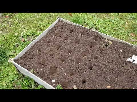 Видео: Чеснок посадка (часть 2) Подробная версия, как это делаю я. 02.11.25
