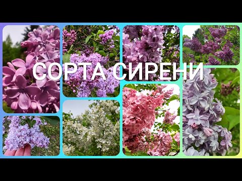 Видео: Сорта сирени (коллекция Центрального Ботанического сада, Минск)