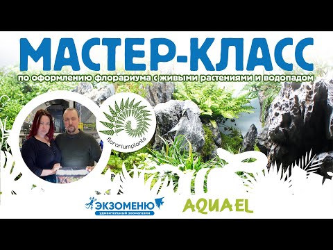 Видео: Мастер-класс с Florariumplants по оформлению флорариума с живыми растениями и водопадом.