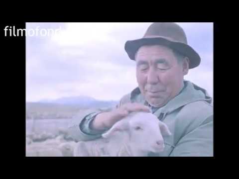 Видео: Овцеводство Алматинской области, Жолсеит Молдасанов, 1979 год