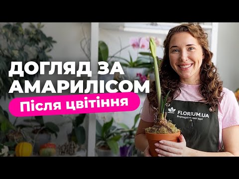 Видео: Щоб амариліс повторно заквітнув потрібно лише … | Гіппеаструм відцвів, що робити далі?