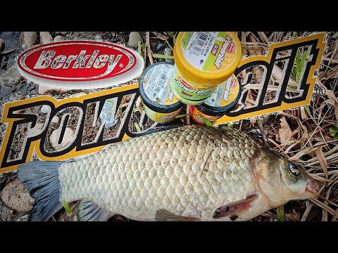 Видео: Загадка водоёма раскрыта: Поплавочная удочка + форелевая паста = крупный карась!