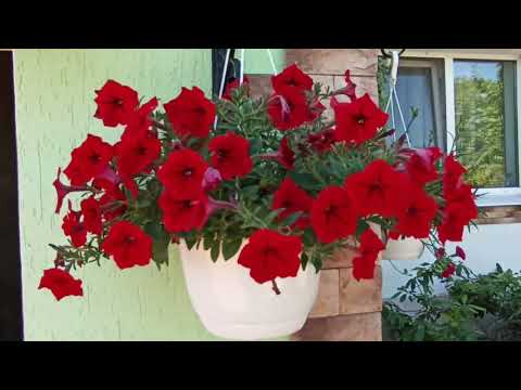 Видео: Наш цветочный рай. Обзор цветов на участке 24 06 2022