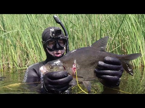 Видео: Подводная охота сплавам и в густом камыше на малой реке