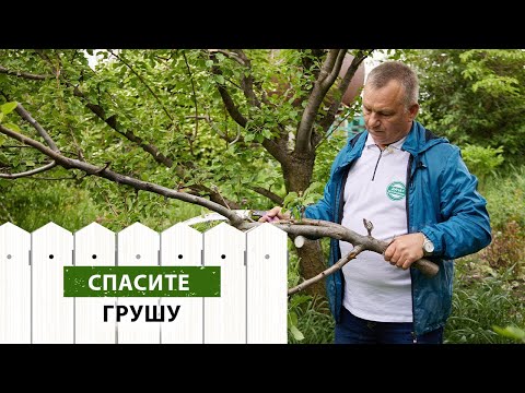 Видео: Бактериальный ожог груши. Самый эффективный способ борьбы.