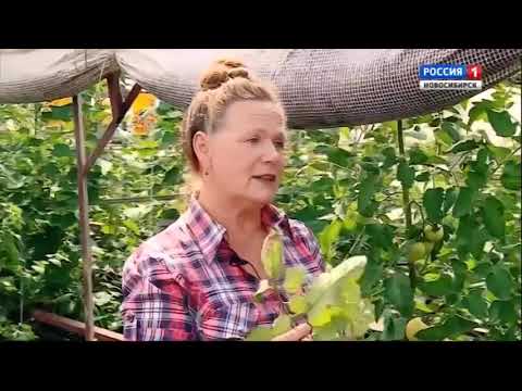 Видео: Болезни томатов. Шубина Людмила Николаевна. Сад Шубиной.