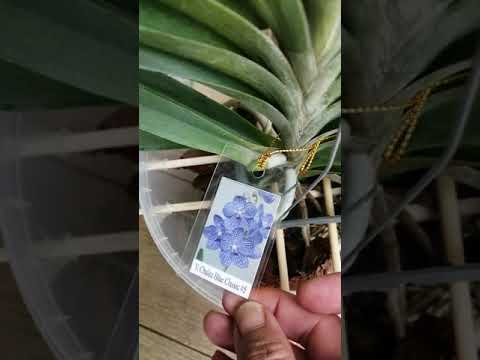 Видео: Как я ухаживаю за вандами.