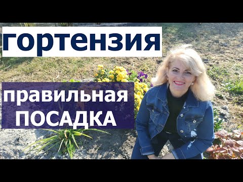 Видео: Как сажать гортензию