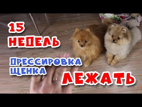 Видео: Дрессировка щенка шпица. Учим померанского шпица команде ЛЕЖАТЬ.  Собаке 15 недель.