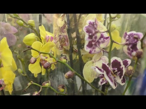 Видео: 24.12.23.Орхидеи и другие цветы в Оби Мега Парнас.