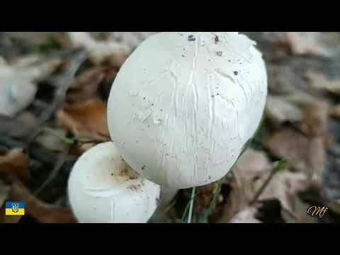 Видео: Гриби. Гриби. Море грибів.