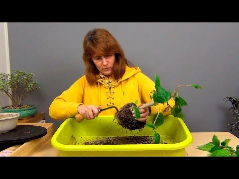 Видео: Бонсай из гибискуса (ч.4).