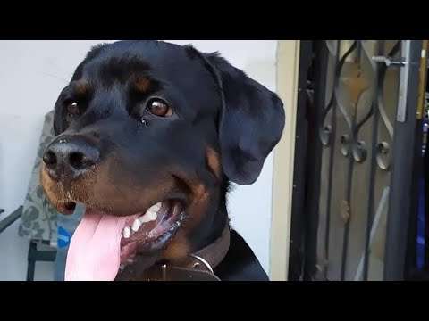 Видео: Вечерняя прогулка с Ричардом и Алисой, душевная встреча в саду