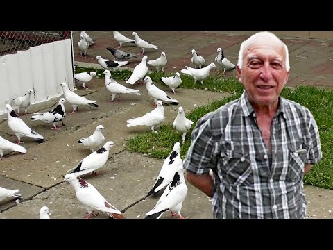 Видео: В Гостях у Дяди Миши 2025 / Бакинские Голуби / Гоняем, общаемся и радуемся