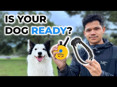 Видео: Посмотрите это видео ПЕРЕД тем, как использовать электронный ошейник на вашей собаке