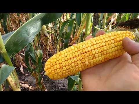 Видео: Правильний огляд гібридів кукурудзи🌽🌽