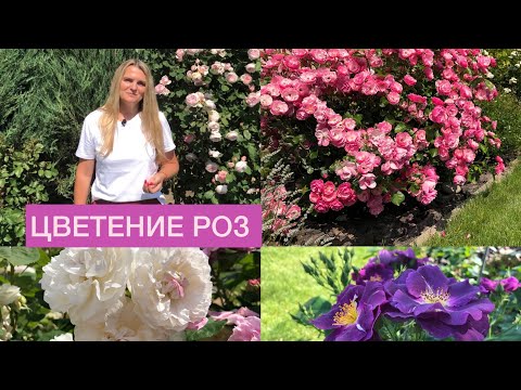 Видео: Цветут розы! Прогулка по саду - покажу более 10 красивых роз. / Roses are blooming