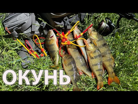 Видео: ⚠️ ЖИРНИЙ ЧЕРВАК ➡️  ЖИРНИЙ ОКУНЬ  ✅ рибалка на спінінг