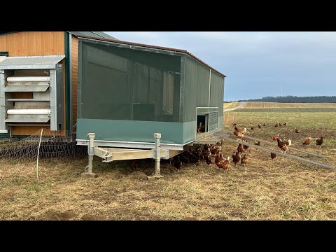Видео: Ферма в Германии.Мобильный курятник,выгул,вопросы и ответы.