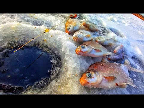 Видео: КИВКИ ДЛЯ БЕЗМОТЫЛКИ. ЛОВЛЮ И РАССКАЗЫВАЮ