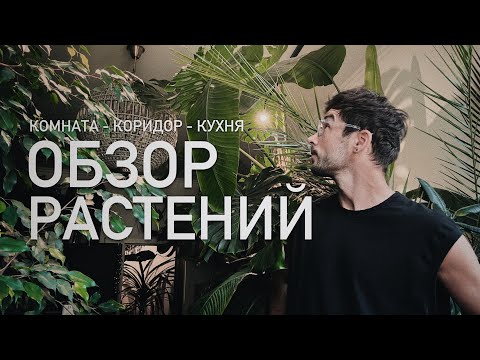 Видео: ОБЗОР РАСТЕНИЙ – комната – коридор – кухня