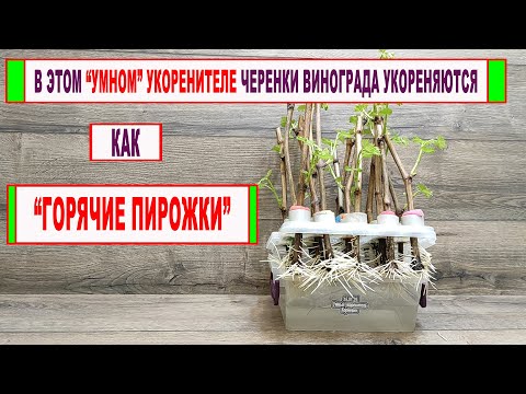 Видео: 🍇 Лучшее УКОРЕНЕНИЕ ЧЕРЕНКОВ ВИНОГРАДА на воде! "Умный" укоренитель Егорутина укоренит и дрова!