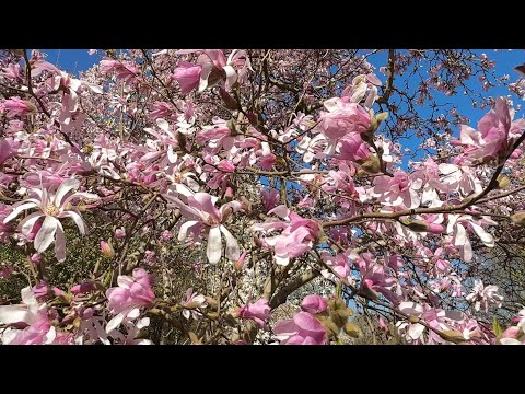 Видео: Улицы с цветущими МАГНОЛИЯМИ и КАМЕЛИЯМИ в Парке Садов 🌿 Часть 2 🌿Park der Gärten 🌿