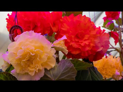 Видео: Клубневые бегонии. Слекция Dimetris. 29,09,2024