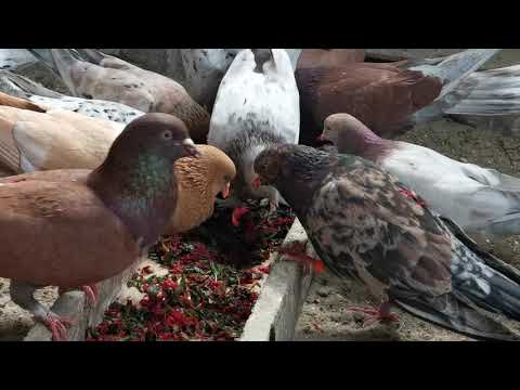 Видео: #pegions Что нужно делать для хорошего роста голубят