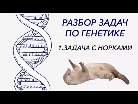 Видео: Разбор задачи по генетике на дигибридное скрещивание. Задача с норками.