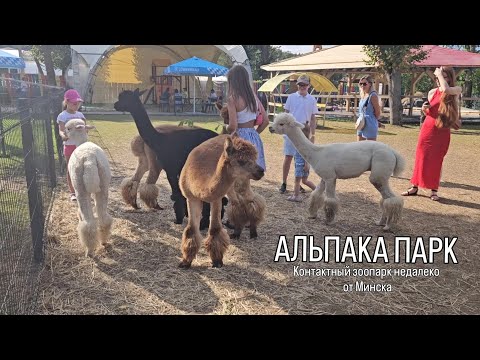 Видео: АЛЬПАКА ПАРК. Контактный зоопарк недалеко от Минска. 09 августа 2024