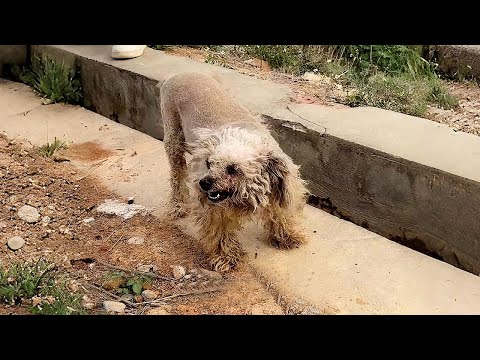 Видео: Я тайком привел в офис бездомного пса, который следовал за нами весь день, пряча его от начальника